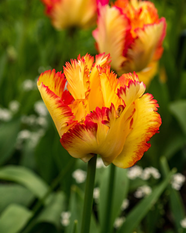Tulip 'Caribbean Parrot'
