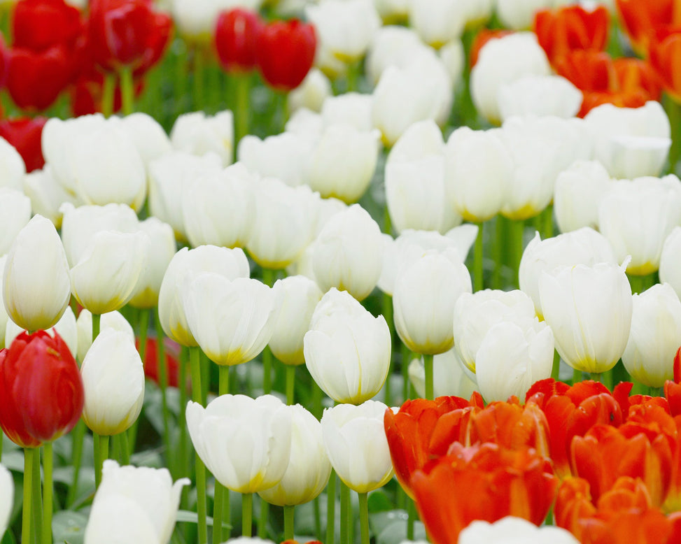 Flower BulbsCatherine Bulbs UK - 3