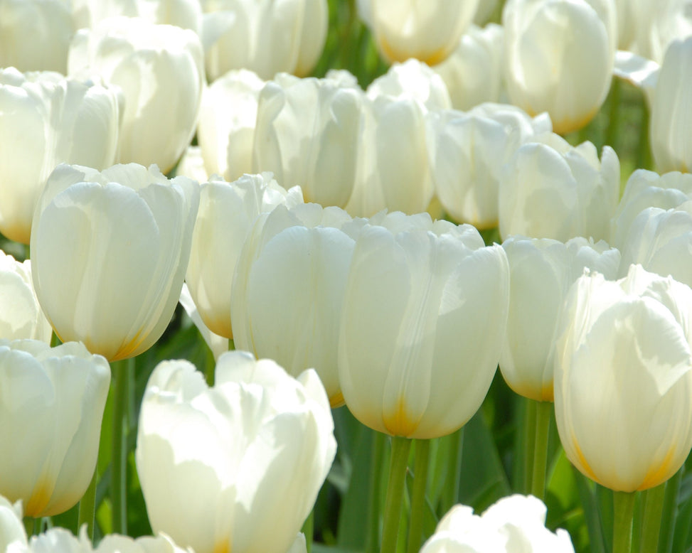 Flower BulbsCatherine Bulbs UK - 2