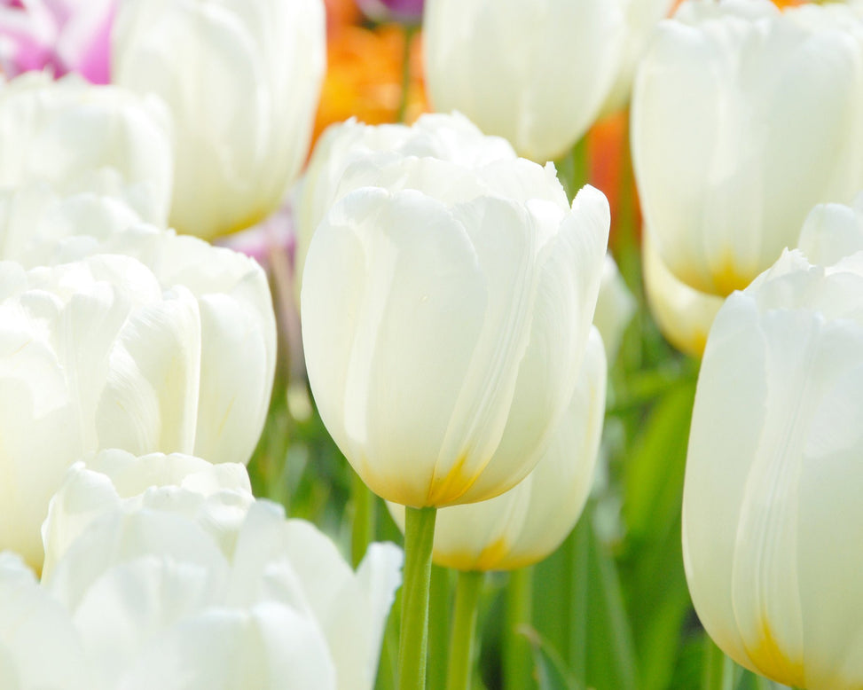 Flower BulbsCatherine Bulbs UK - 4