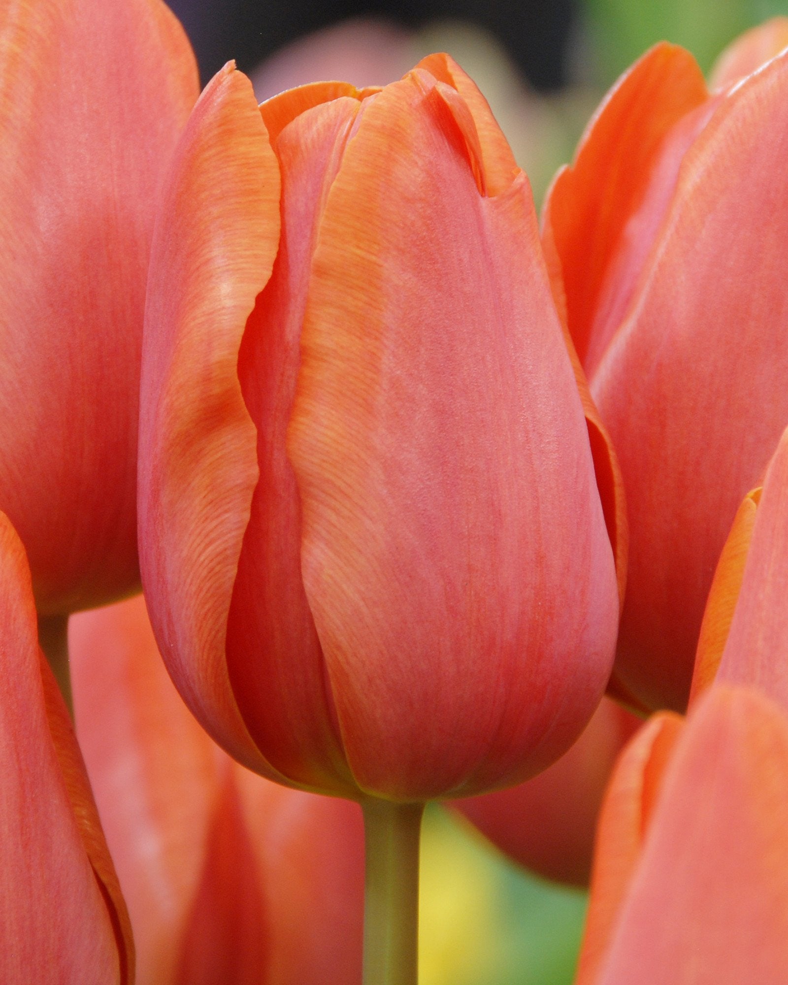 Tulip 'Charade' bulbs — Buy online at Farmer Gracy UK