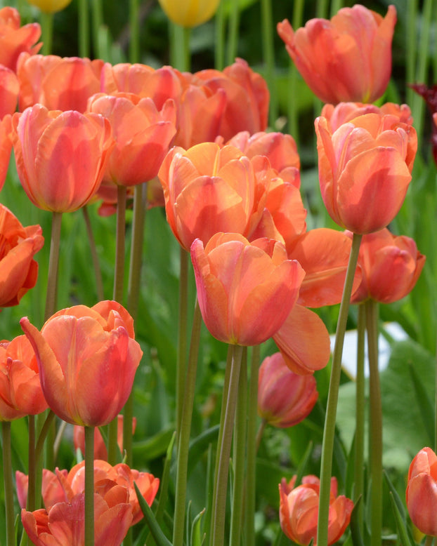 Flower BulbsCharade Bulbs UK - 2