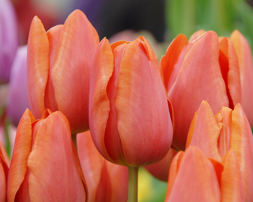 Flower BulbsCharade Bulbs UK - 3