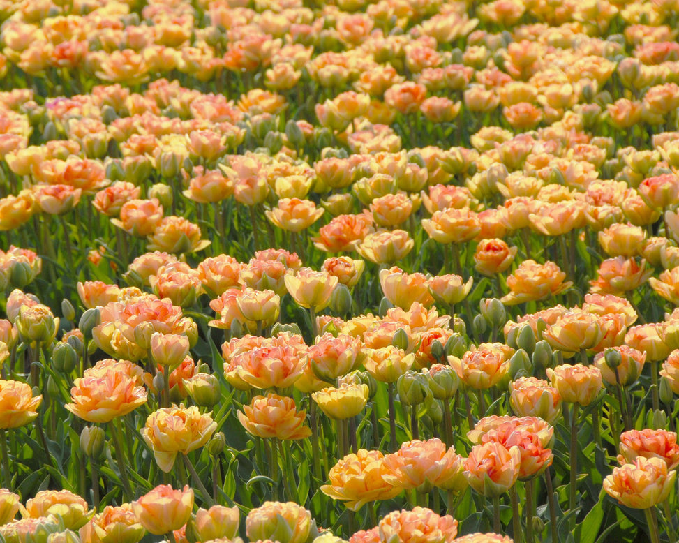 Flower BulbsCharming Lady Bulbs UK - 3