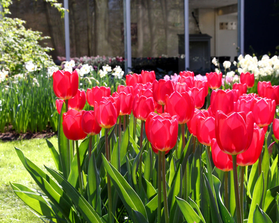 Tulip 'Cherry Delight'