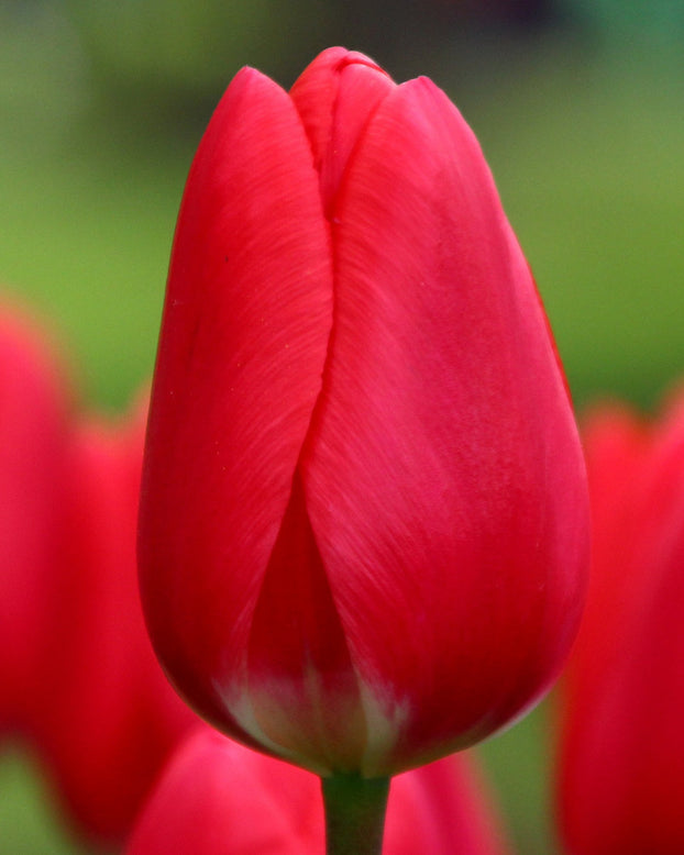 Tulip 'Cherry Delight'