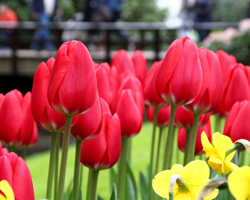 Tulip 'Cherry Delight'