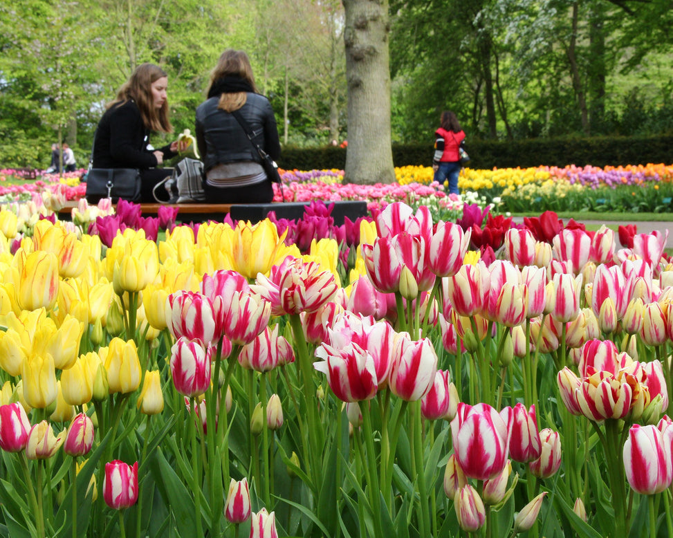 Tulip collection 'Club Mix'