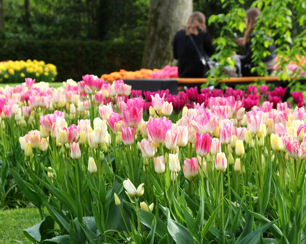 Tulip collection 'Club Mix'