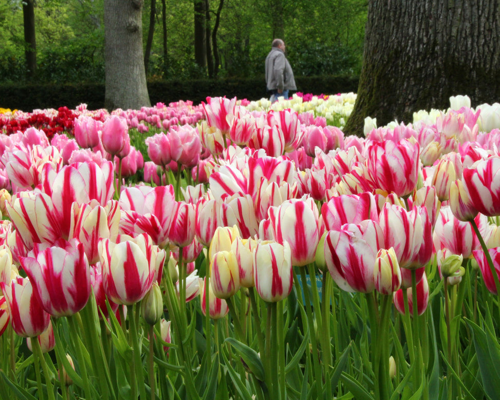 Tulip collection 'Club Mix'