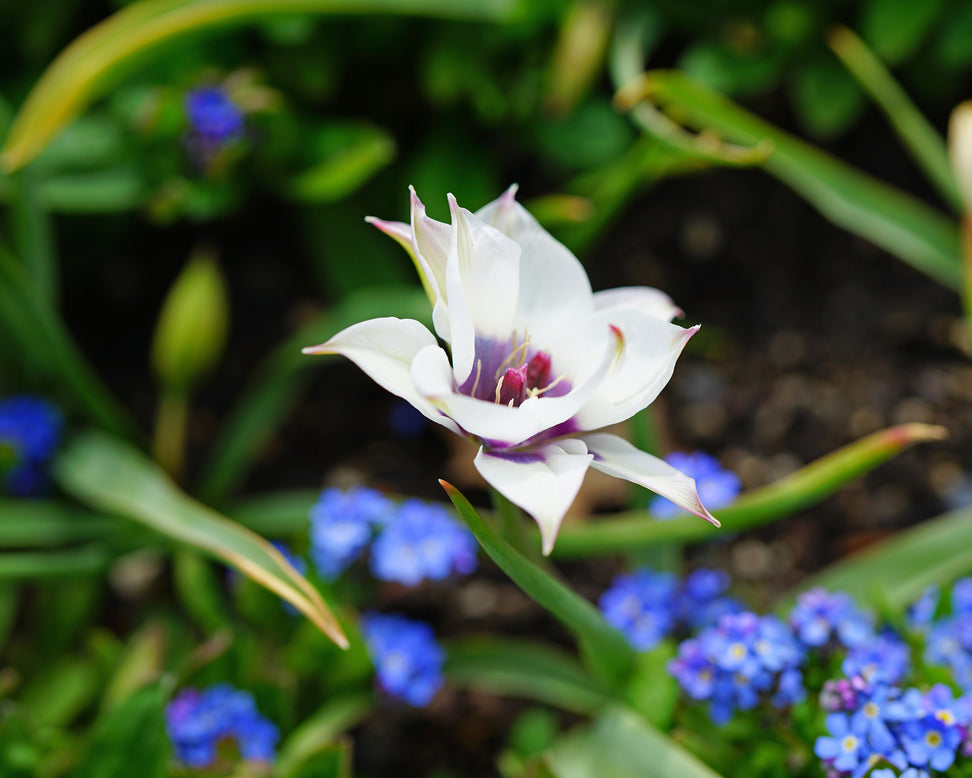 Tulip 'Coerulea Oculata Alba'