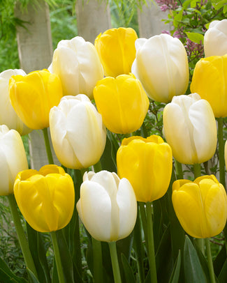 Tulip collection 'Best Wishes' Tulip collection 'Best Wishes'
