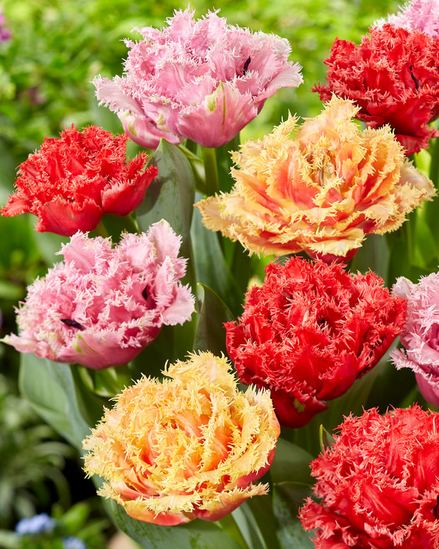 Tulip collection 'Down Under'