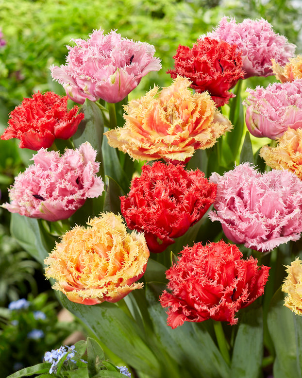 Tulip collection 'Down Under'