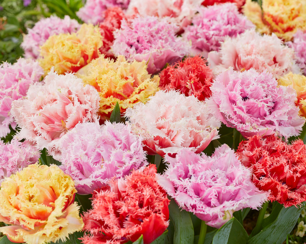 Tulip collection 'Down Under'