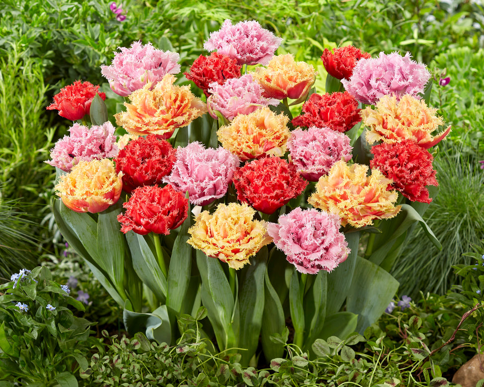 Tulip collection 'Down Under'