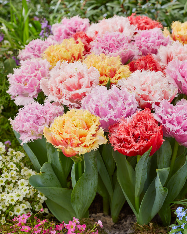 Tulip collection 'Down Under'