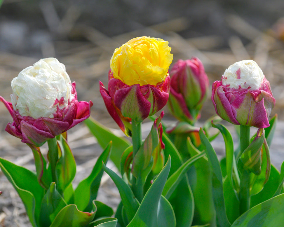 Tulip collection 'Gelato'
