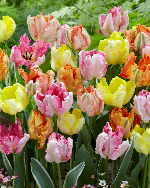 Tulip collection 'Pastel Parrots'