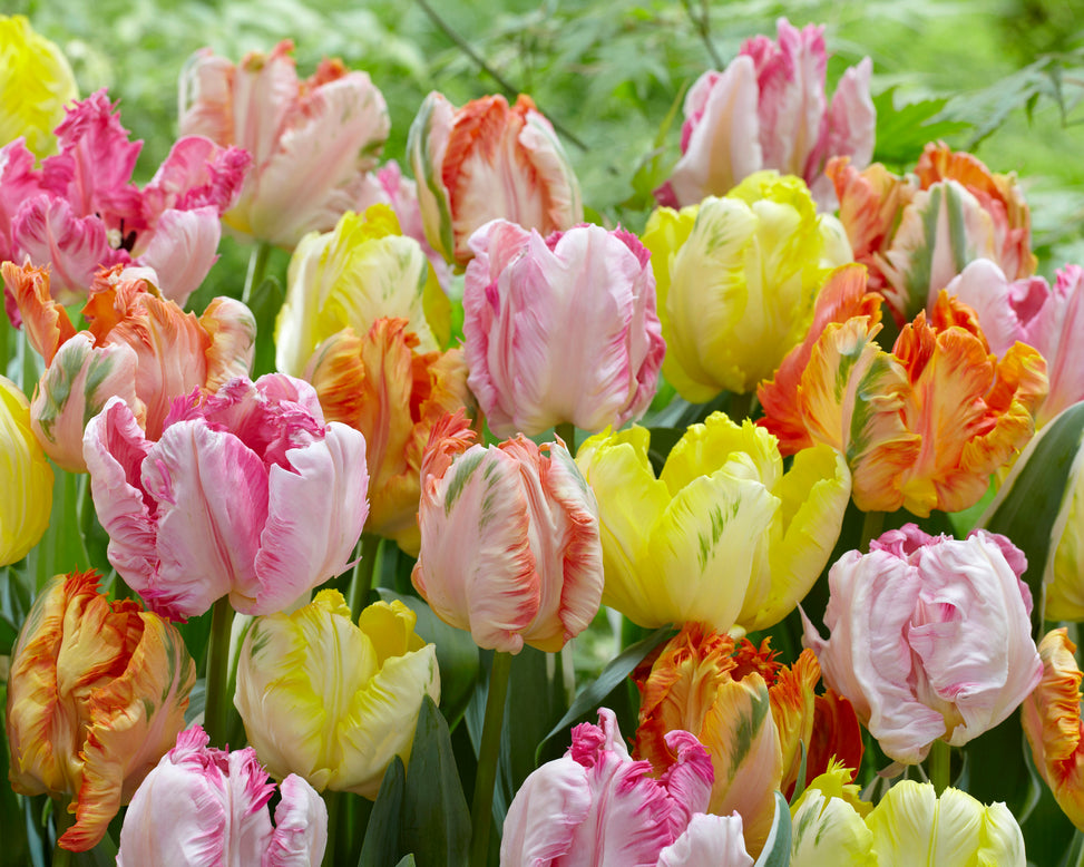 Tulip collection 'Pastel Parrots'