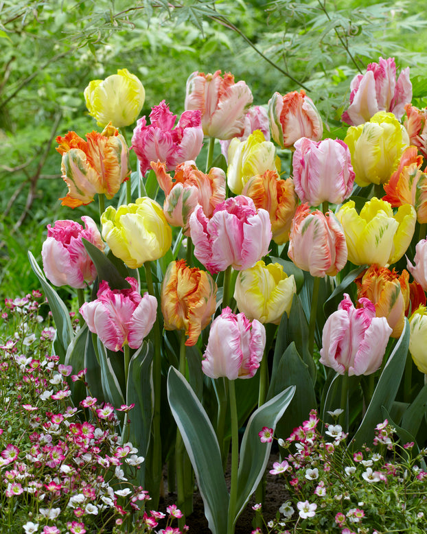 Tulip collection 'Pastel Parrots'