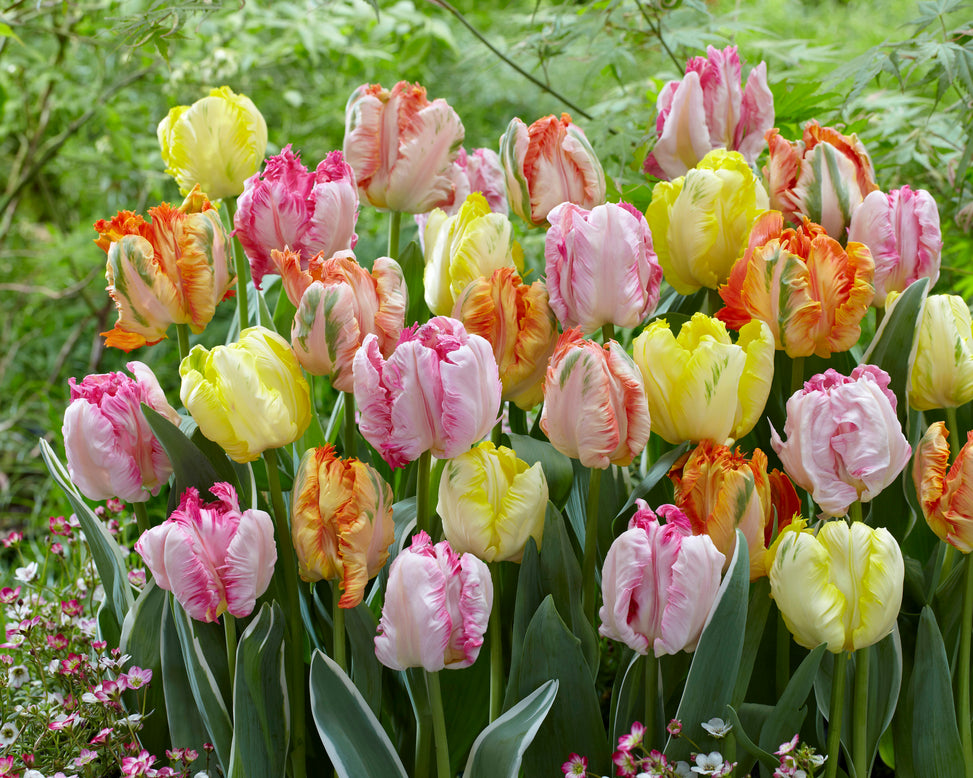 Tulip collection 'Pastel Parrots'