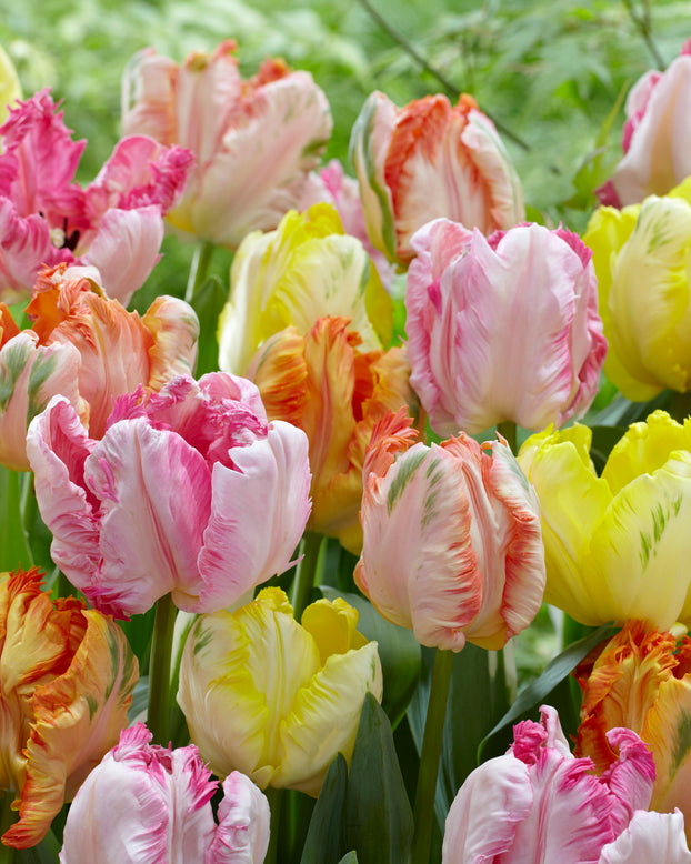 Tulip collection 'Pastel Parrots'
