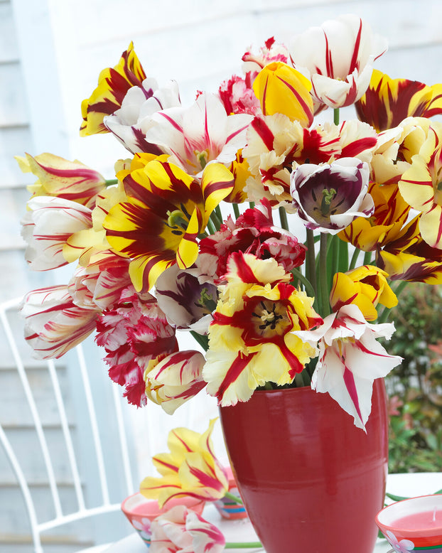 Tulip collection 'Rembrandt's Strokes'