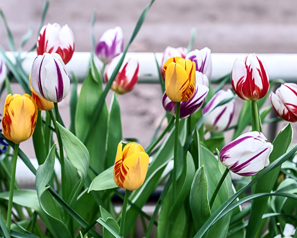 Tulip collection 'Rembrandt's Strokes'