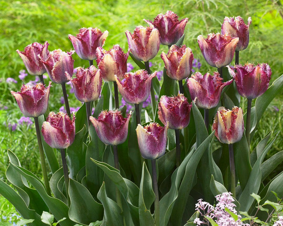Tulip 'Colour Fusion'