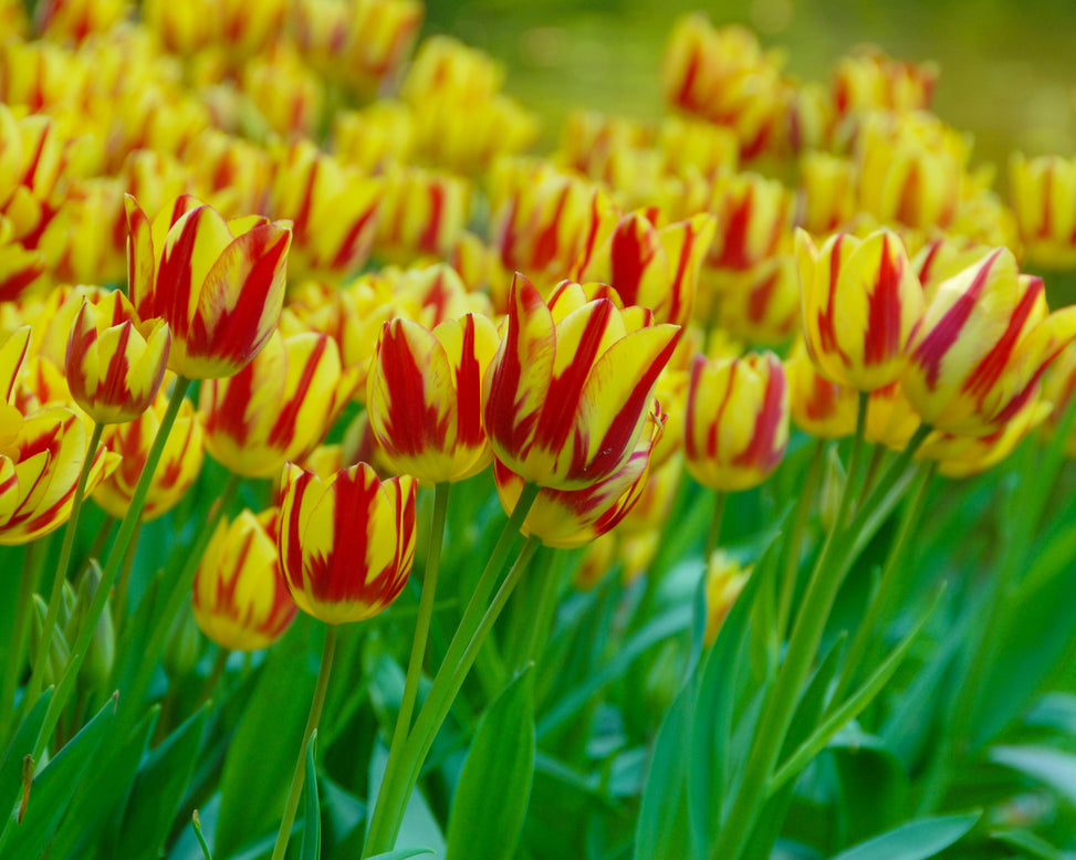 Flower BulbsColour Spectacle™ Bulbs UK - 4