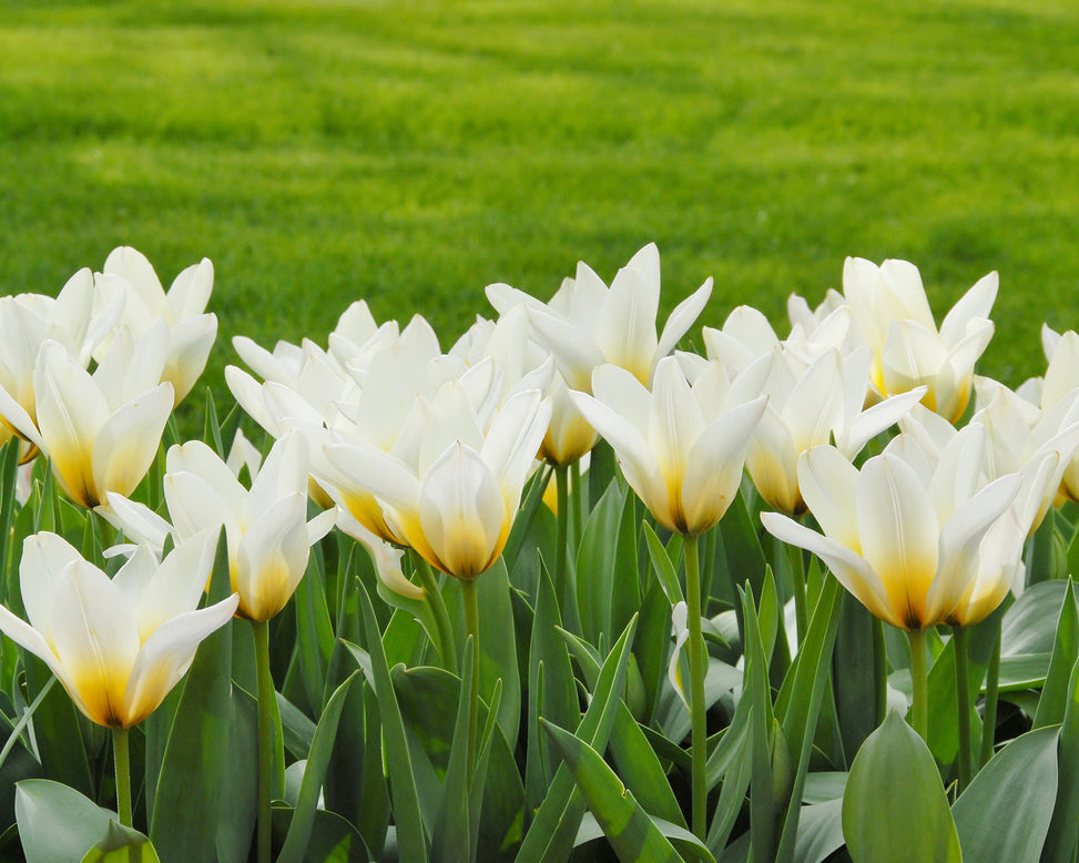 Flower BulbsConcerto Bulbs UK - 2