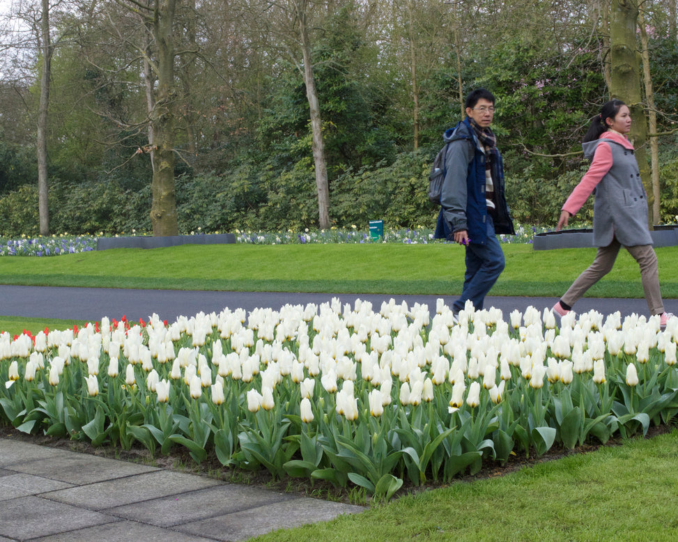 Flower BulbsConcerto Bulbs UK - 3