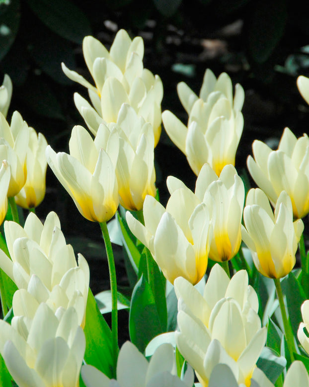 Flower BulbsConcerto Bulbs UK - 1