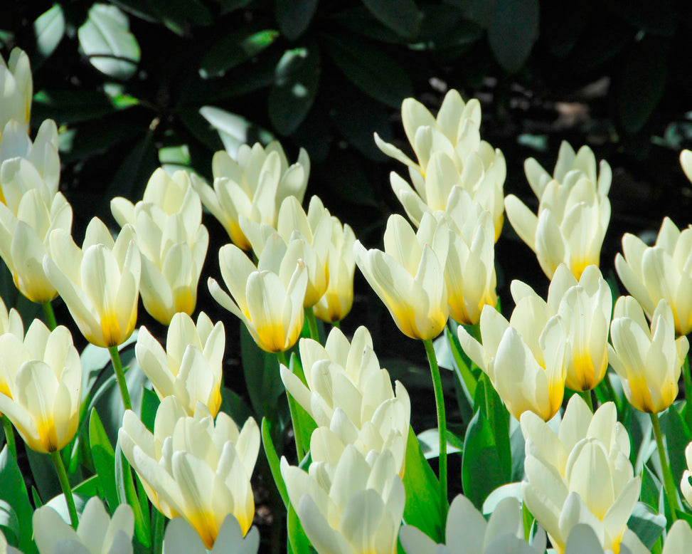 Flower BulbsConcerto Bulbs UK - 5