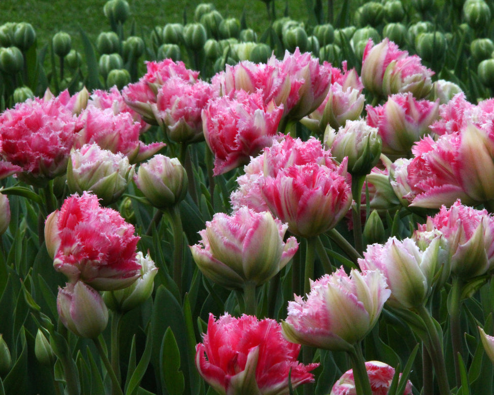 Tulip 'Cool Crystal'