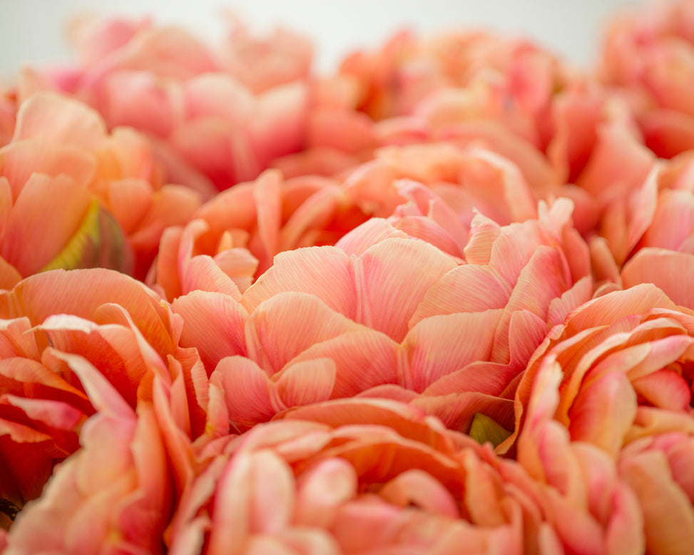 Tulip 'Copper Image'