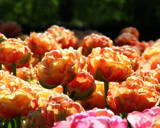 Tulip 'Copper Image' Tulip 'Copper Image'