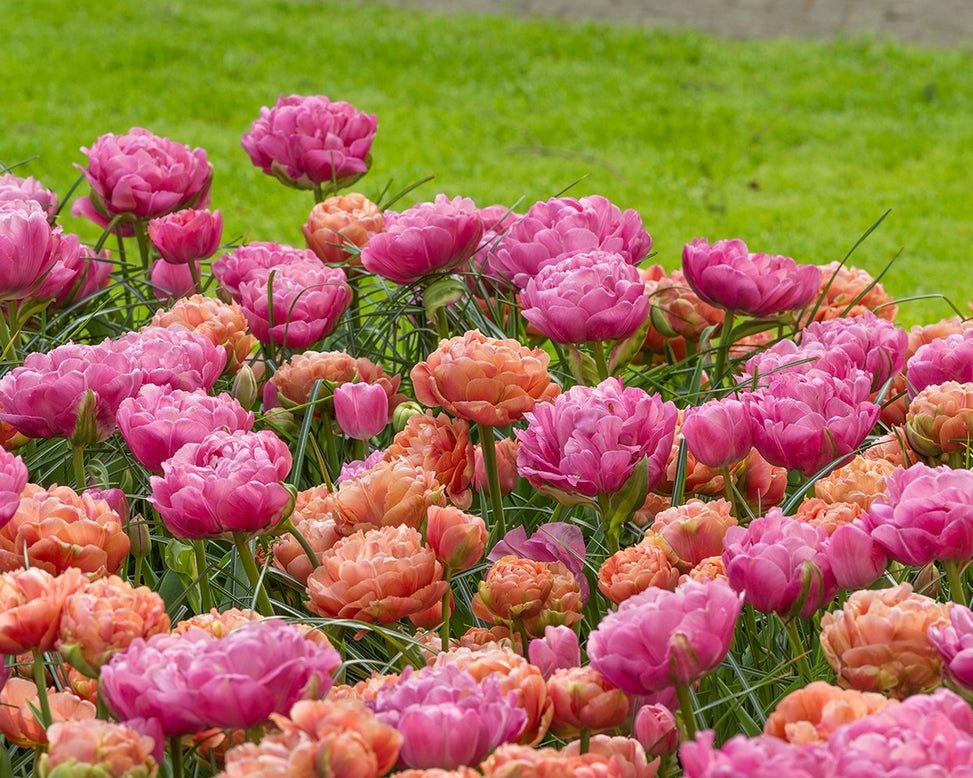 Tulip 'Copper Image'