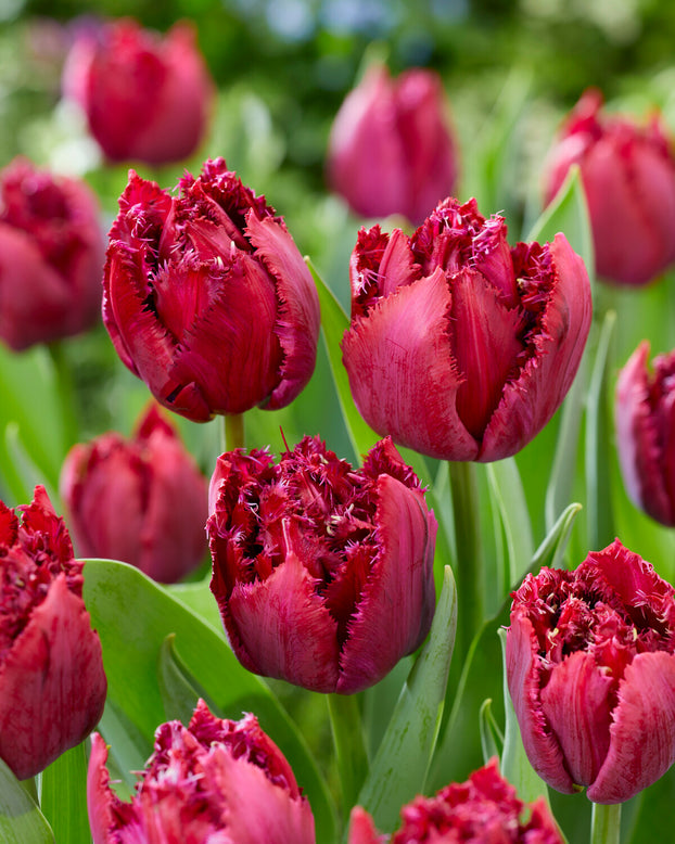 Tulip 'Cranberry Thistle'