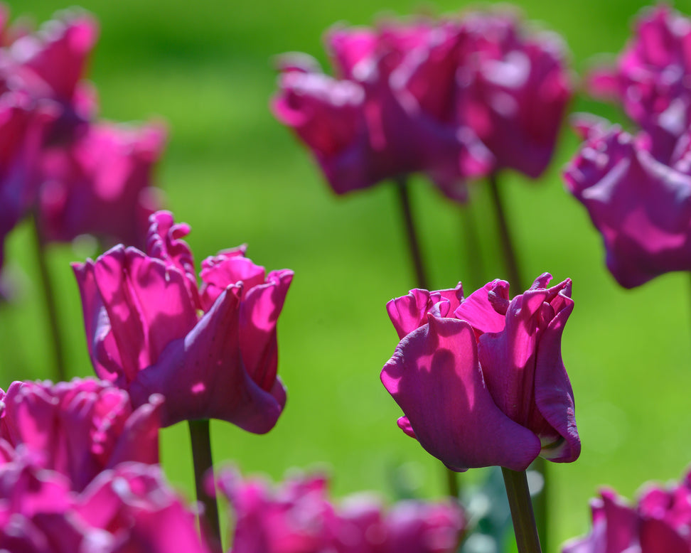 Tulip 'Crown of Negrita'