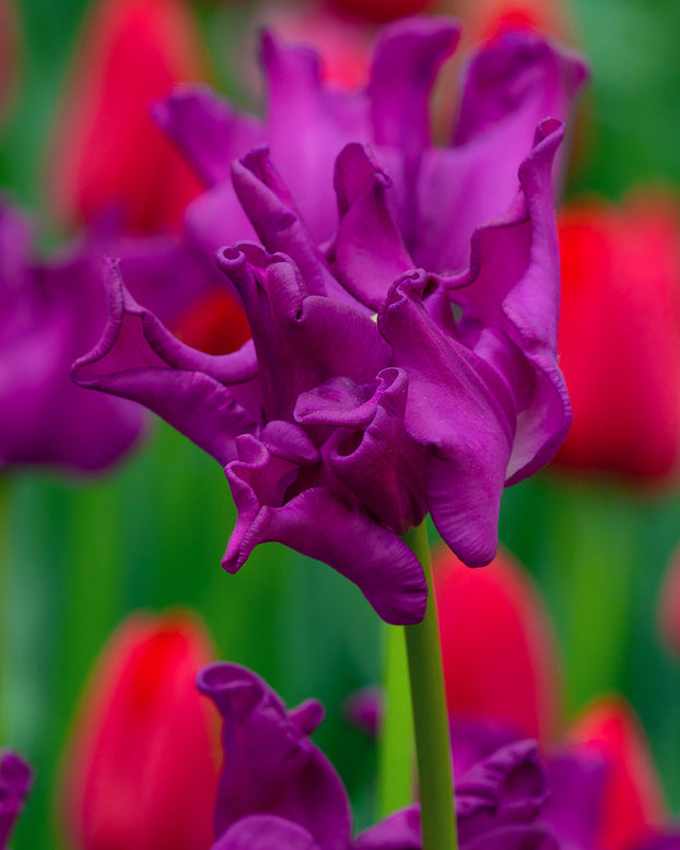 Tulip 'Crown of Negrita'