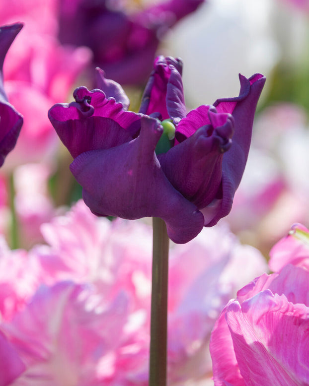 Tulip 'Crown of Negrita'