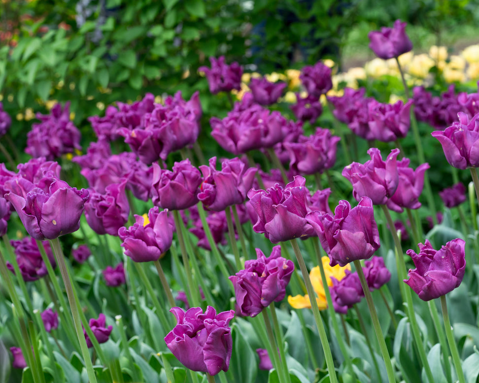 Tulip 'Crown of Negrita'