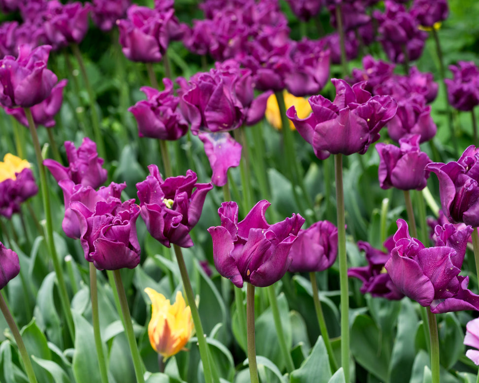 Tulip 'Crown of Negrita'