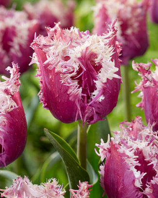 Tulip 'Crunchy Cummins' Tulip 'Crunchy Cummins'