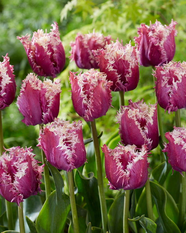 Tulip 'Crunchy Cummins'