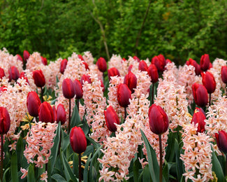 Collection 'Cupids' Collection 'Cupids'