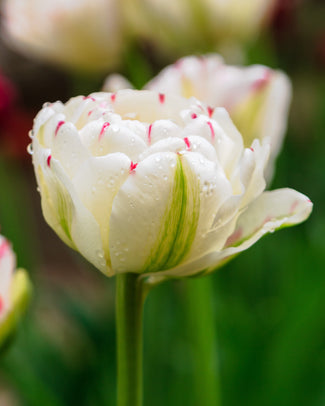 Tulip 'Danceline' Tulip 'Danceline'