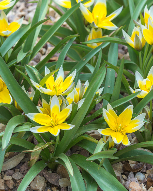 Flower BulbsDasystemon Tarda Bulbs UK - 1